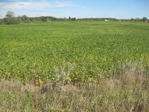 Property photo 34 - 110+/- Acres offered in 4 Tillable Tracts